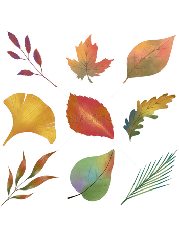 入秋树叶九种不同的秋天树叶元素