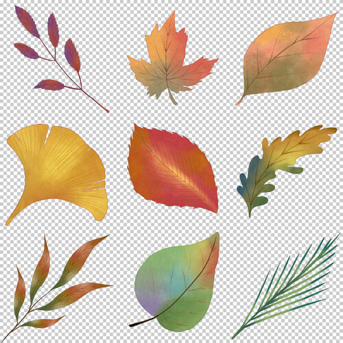 入秋树叶九种不同的秋天树叶元素