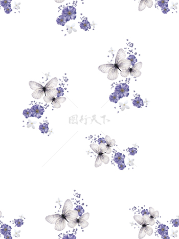 紫色蝴蝶花 