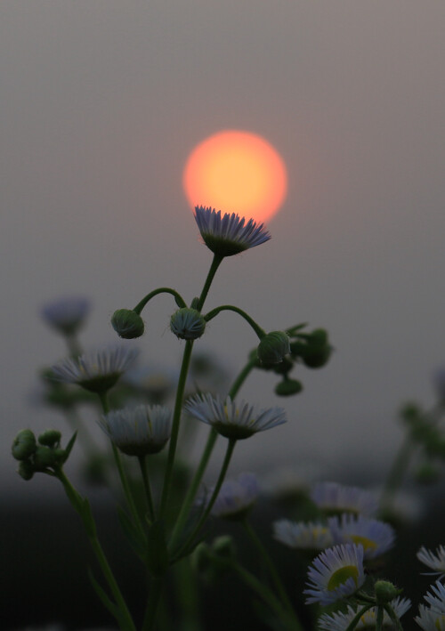 夕阳下的小野花